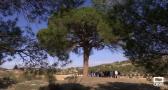 En Abenjibre descubrimos el "Árbol del Año"