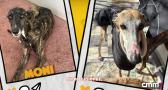 Aumenta el número de galgos abandonados: más de 12 galgos en una semana