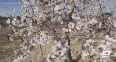 Los almendros de Férez florecen por las altas temperaturas