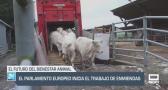 Se inicia el proceso de enmiendas al futuro reglamento de Bienestar Animal - 19/03/25