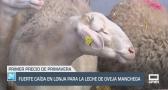 Fuerte caída en lonja para la leche de oveja manchega - 21/03/25