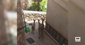 Las cabras montesas ponen en alerta a Jorquera