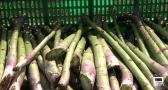 El espárrago verde de Guadalajara, un sabor único
