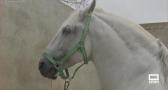 La maestría de herrar a los caballos