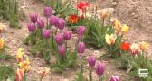 20.000 nuevos tulipanes dan color a Orea