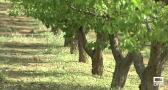 El pedrisco arrasa la cosecha de frutales de Tobarra