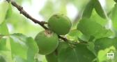 El pedrisco arruina su campaña de la fruta