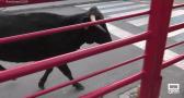 Encierros y procesión en Sonseca en honor a su patrón