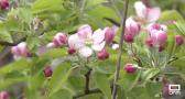 En Yunquera está en floración la colza y los árboles frutales