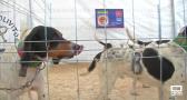 II Feria cinegética en Brazatortas