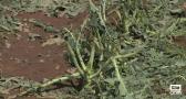 Frutales, olivar y brócoli, los cultivos más afectados por la granizada en la comarca de Hellín