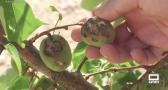 La campaña de fruta y hortaliza se va al traste en Agramón