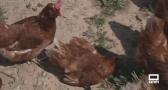 3.000 gallinas ponen tremendos huevos en esta granja gourmet