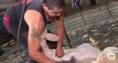 Esquiladores uruguayos suplen la falta de mano de obra en el sector