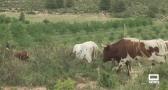 Encierros por el campo en Alcadozo, en el Día de su patrón