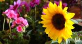 Las lluvias de esta primavera han retrasado el ciclo de plantación y venta de flores