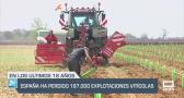 España ha perdido 187.000 hectáreas explotaciones vitivinícolas - 16/05/25