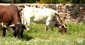 El Ventorrillo: así se cuida al toro bravo