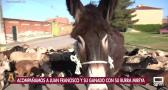 Mireya, una burra con alma de pastora