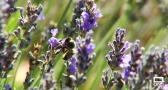 El 70 % de las frutas y hortalizas que consumimos es polinizado por las abejas