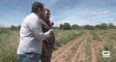 Roban espárragos en campos de Guadalajara