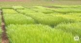 Conocemos la investigación agroforestal