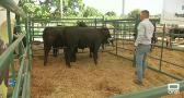 Degustaciones de carne y subastas en la Feria de Ganado de Segurilla