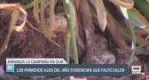 Los primeros ajos del año evidencian que faltó calor - 26/05/25