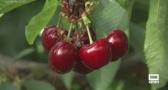 Cerezas en Cancarix: de la recogida a tu casa