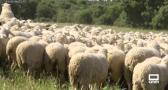 3.000 ovejas bomberas limpian el campo de vegetación seca