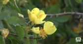 Amigos del Jardín Botánico de Castilla-La Mancha están buscando rosas antiguas