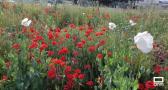 Aumento de la flor del opio en Castilla-La Mancha