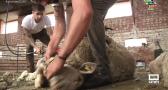 Esquileo de ovejas en la finca Las Higueruelas, en Abenójar
