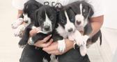 Laia y la camada D buscan familia: cómo ayudar en una protectora si no puedes adoptar o acoger