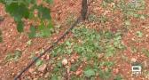 Daños en los viñedos en San Clemente y Tomelloso después de la tormenta de granizo
