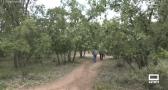 Visitamos el Bosque de Valdenazar, un oasis a pocos kilómetros de Guadalajara