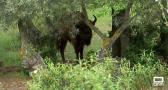 El bisonte en Castilla-La Mancha