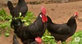 Conocemos la historia de la raza de gallinas "Negra Castellana"