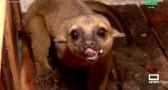 Visitamos el zoo de Lillo y averiguamos como llevan el calor los animales