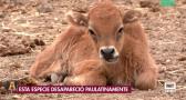 Visitamos el zoo de Lillo y averiguamos como llevan el calor los animales
