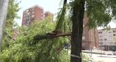 Los efectos del granizo que cayó en Guadalajara