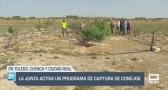 Activado un programa de captura de conejos - 13/06/25