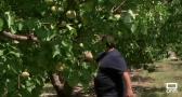 La cosecha de albaricoque de Hellín mermada por el granizo