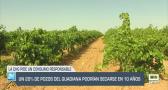 El 20 % de los pozos del Guadiana podría secarse en 10 años - 16/06/25