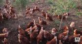 Criadero de gallinas en Fuente el Fresno