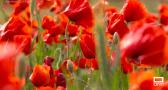 Espectacular campo de amapolas cerca de la Ronda Norte de Guadalajara