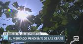 El mercado, pendiente de las cepas - 18/06/25