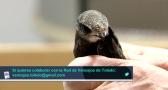 Programa 84 | La nidificación de los vencejos