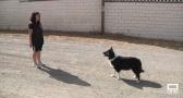 La Senda del Lobo en Ciudad Real, un lugar donde dejar a nuestras mascotas