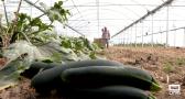 Días de mucho trabajo para los hortelanos de Frutas Pichurri